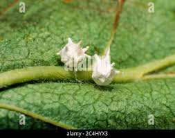 Attēlu rezultāti vaicājumam “Paidiscura pallens eggs”