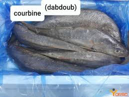 Image result for Argyrosomus regius