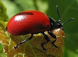 Attēlu rezultāti vaicājumam “Chrysomela populi”