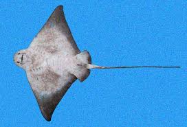 Image result for Myliobatis freminvillei