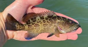 Image result for Mycteroperca microlepis