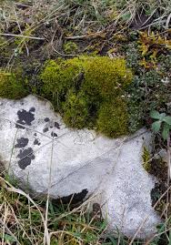 Attēlu rezultāti vaicājumam “Weissia brachycarpa”