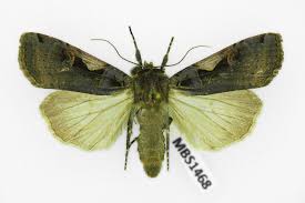 Attēlu rezultāti vaicājumam “Xestia c-nigrum”