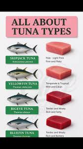 Image result for Thunnus obesus