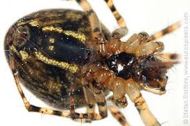 Attēlu rezultāti vaicājumam “Metellina merianae”