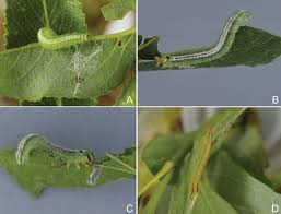 Attēlu rezultāti vaicājumam “Euura brevicornis larva”