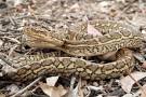 Coastal Carpet Python - Wildlife QLD