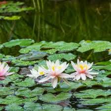 Attēlu rezultāti vaicājumam “Nymphaea candida leaf”
