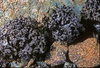 Attēlu rezultāti vaicājumam “Dermatocarpon miniatum”