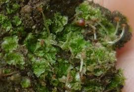 Attēlu rezultāti vaicājumam “Fossombronia foveolata sporophyte”