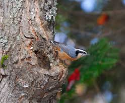 Image result for Sitta canadensis