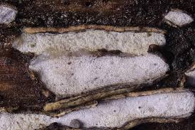 Attēlu rezultāti vaicājumam “Propolis farinosa”