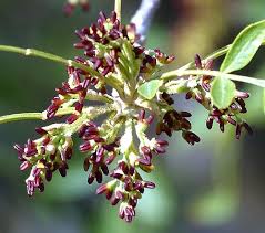 Attēlu rezultāti vaicājumam “Fraxinus excelsior flower”