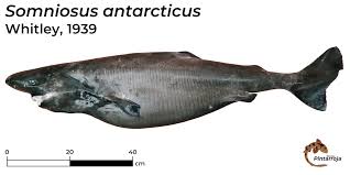 Image result for Somniosus pacificus