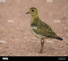 Attēlu rezultāti vaicājumam “Pluvialis apricaria adult”