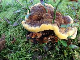 Attēlu rezultāti vaicājumam “Phaeolus schweinitzii”