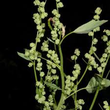 Attēlu rezultāti vaicājumam “Chenopodium acerifolium”