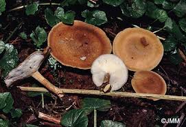 Attēlu rezultāti vaicājumam “Polyporus ciliatus”