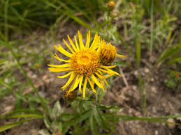 Attēlu rezultāti vaicājumam “Inula salicina bud”