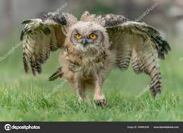 Attēlu rezultāti vaicājumam “Bubo bubo”