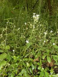 Attēlu rezultāti vaicājumam “Cerastium sylvaticum”