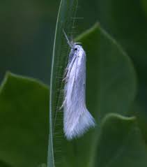 Attēlu rezultāti vaicājumam “Elachista argentella”