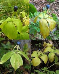 Attēlu rezultāti vaicājumam “Paris quadrifolia”