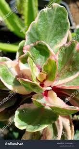 Attēlu rezultāti vaicājumam “Phedimus spurius flower”