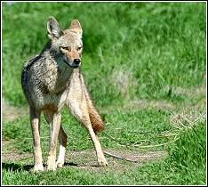 Image result for Hartlepool Coyotes