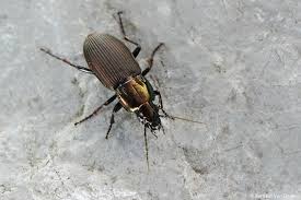 Attēlu rezultāti vaicājumam “Poecilus lepidus”