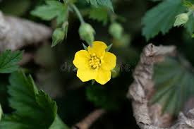 Attēlu rezultāti vaicājumam “Waldsteinia geoides flower”