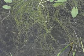 Attēlu rezultāti vaicājumam “Potamogeton trichoides leaf”