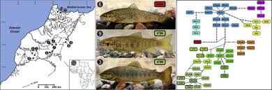 Image result for Salmo pellegrini