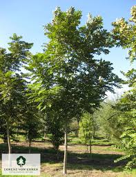 Attēlu rezultāti vaicājumam “Juglans cinerea”