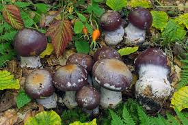 Attēlu rezultāti vaicājumam “Cortinarius praestans”