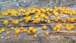 Attēlu rezultāti vaicājumam “Dacrymyces stillatus”