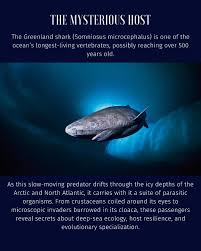 Image result for Somniosus microcephalus