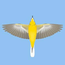 Attēlu rezultāti vaicājumam “Motacilla flava flava”