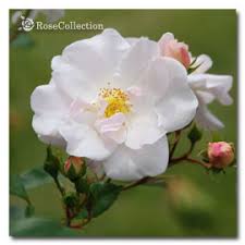 「花薔薇エルフ」の画像検索結果