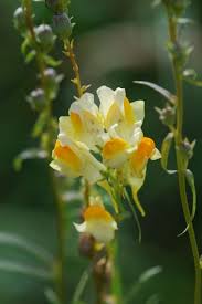 Attēlu rezultāti vaicājumam “Linaria vulgaris bud”