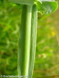 Attēlu rezultāti vaicājumam “Lathyrus latifolius bud”
