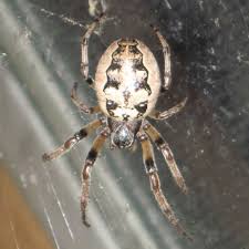 Attēlu rezultāti vaicājumam “Larinioides cornutus female”