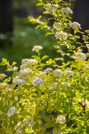 Attēlu rezultāti vaicājumam “Spiraea salicifolia flower”