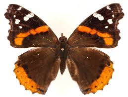 Attēlu rezultāti vaicājumam “Vanessa atalanta”