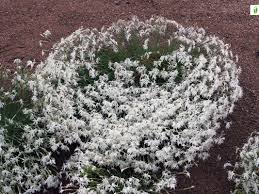Attēlu rezultāti vaicājumam “Dianthus arenarius bud”