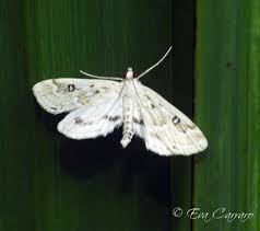 Attēlu rezultāti vaicājumam “Parapoynx stratiotata male”