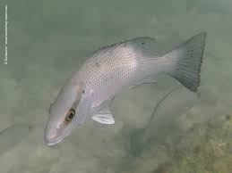 Image result for Lutjanus mahogoni