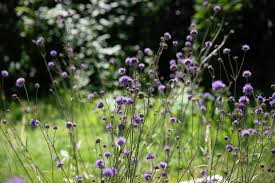 Image result for Succisa pratensis