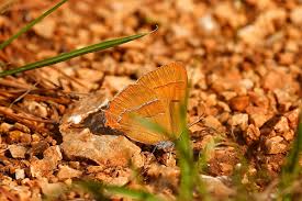 Attēlu rezultāti vaicājumam “Thecla betulae female”