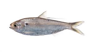 Image result for Dorosoma cepedianum